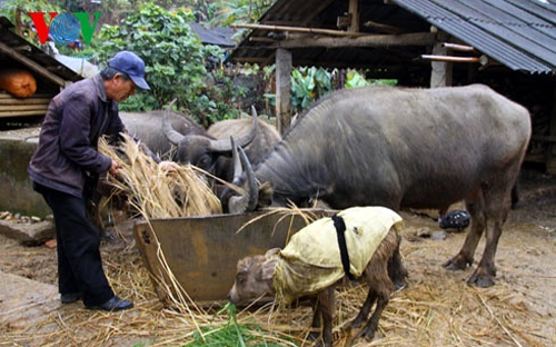 Chủ động ứng phó với thời tiết rét đậm hại